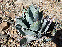 Agave colorata