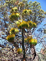 Agave flower, yellow stage