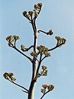 Agave flower stalk