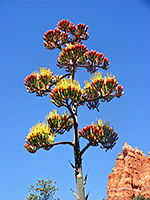 Agave flower, red stage