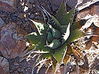 Agave margaritae