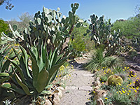 Chihuahuan Desert Loop