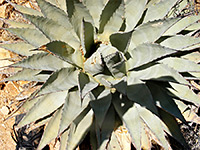 Greyish leaves of Parry's agave