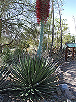 Agave pelona