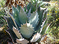 Agave potatorum