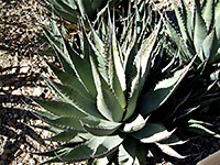 Agave sobria