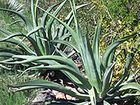 Agave vilmoriniana