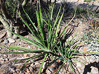 Agave vivipara