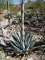 Agave zebra