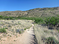 Bushes near Aguila Corral