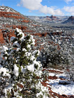 Bushes and red rock