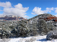 Snowy trees