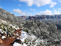 Snow-covered bushes