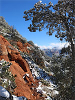 Tree and red rock