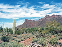 Cacti beside the road