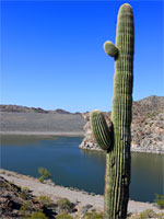 Saguaro