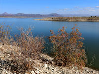 Bushes by the lake