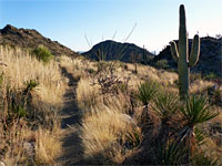 Grassy trail