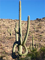 Saguaro branches