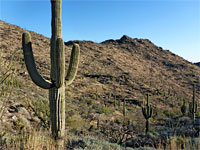 Saguaro hillside