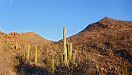 Moon and saguaro