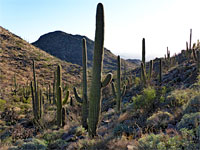 Saguaro valley