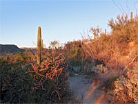 Late afternoon sunshine