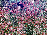 Flowering bush in Alamo Canyon