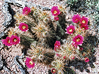 Group of echinocereus