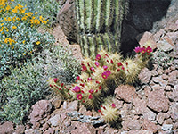 Cacti near Alamo Canyon