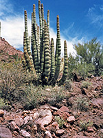 Organ pipe cactus