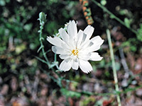 White flower