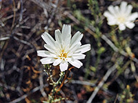 Flower and bud