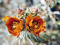 Buckhorn cholla flowers