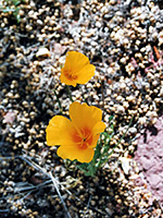 Mexican gold poppy