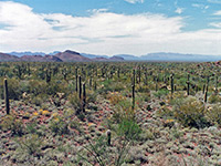 Alamo Canyon Trail