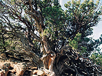 Alligator juniper