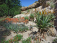 Aloe garden