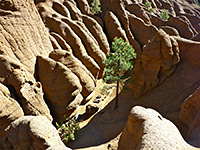 Tree amongst the formations