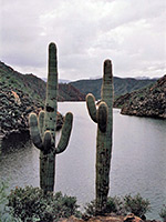 Saguaro beside Apache Lake