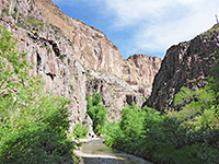 Trees in the canyon