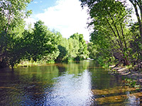 Trees beside the creek