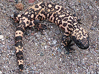 Gila monster