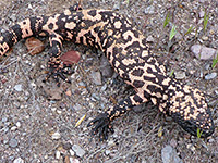 Gila monster - close view