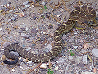 Coiled rattlesnake