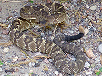 Rattlesnake