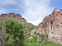 Saguaro hillside