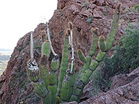 Organ pipe cactus