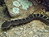 Arizona black rattlesnake