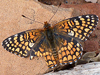 Arizona checkerspot